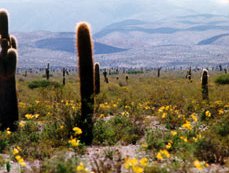 Parque Nacional Los Cardones